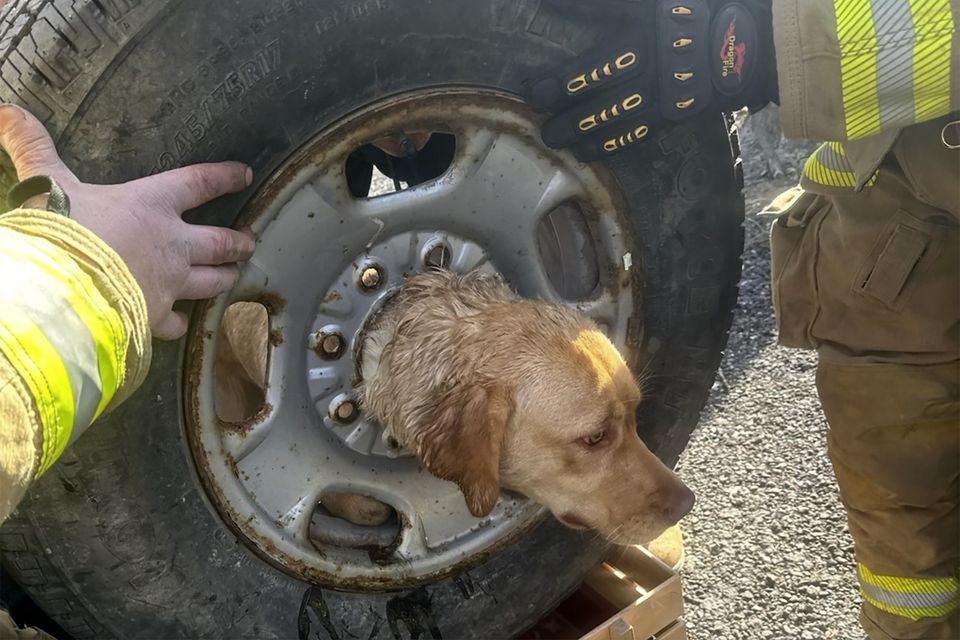 Firefighters attempt to get Daisy the dog unstuck from a tire (Courtesy of Franklinville Volunteer Fire Company via AP)