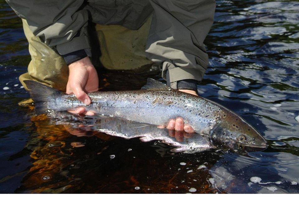 Salmon fishing and trout fishing in Ireland