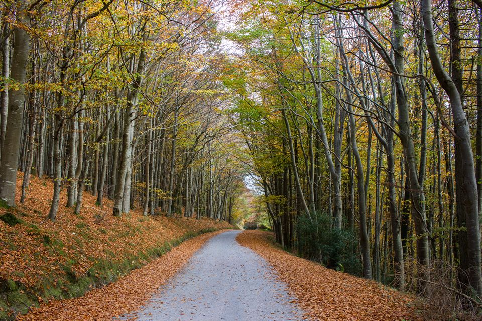 Fancy a bit of ‘leaf-peeping’? Here’s our guide to Ireland’s best tracks and trails for autumn