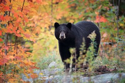 Family infected with brain worms after eating undercooked bear meat