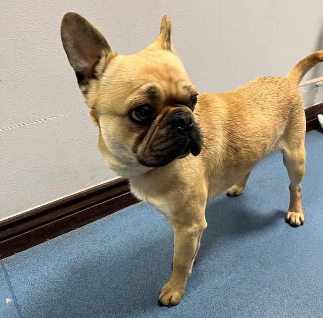 Gardaí are appealing for information for the dog's owner to come forward