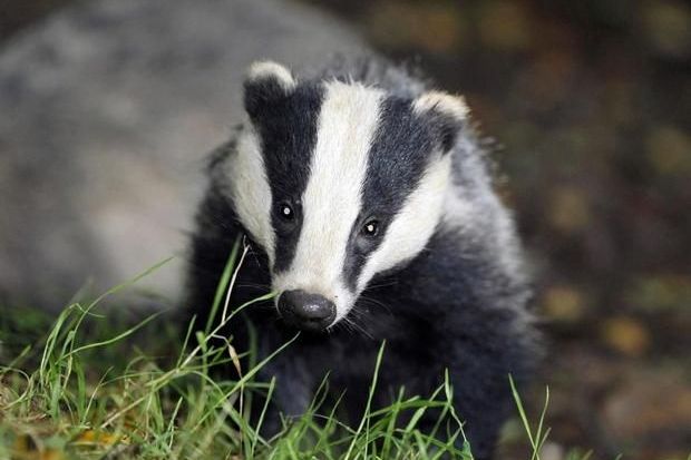 野生動物慈善団体、判事がアナグマセットを破壊した男性に命じた寄付を拒否