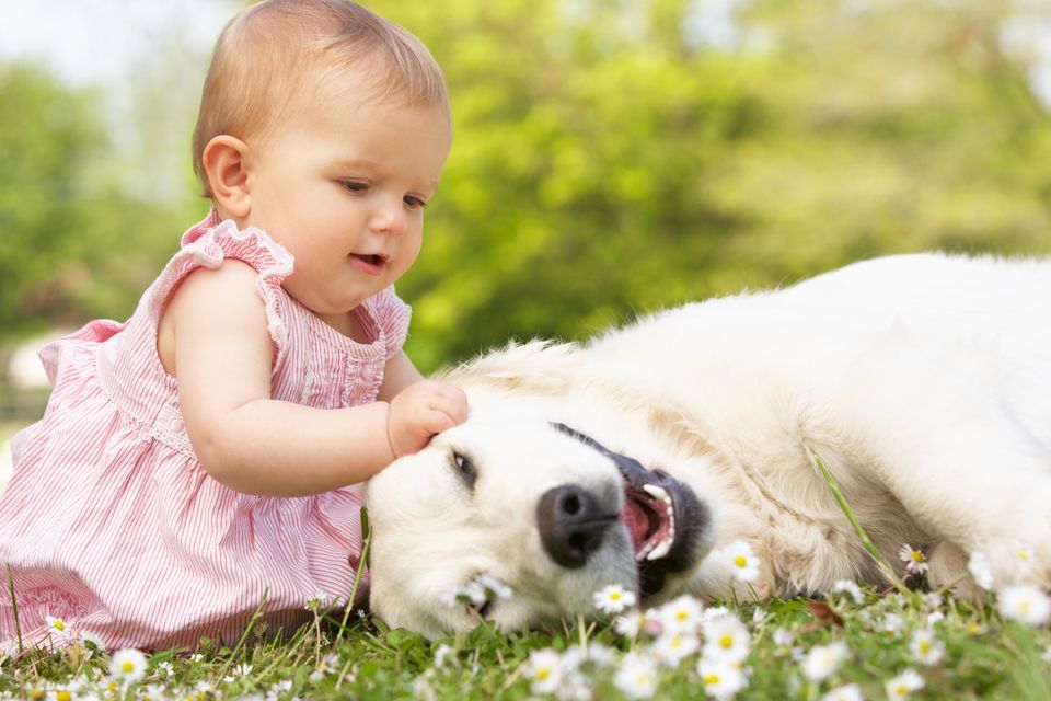 Baby lotion shop on dogs