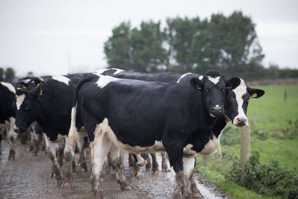Peter Hynes told the Farming Independent that he expects his farm's income to be down by between €120,000-150,000 in 2023, as a result of milk price cuts