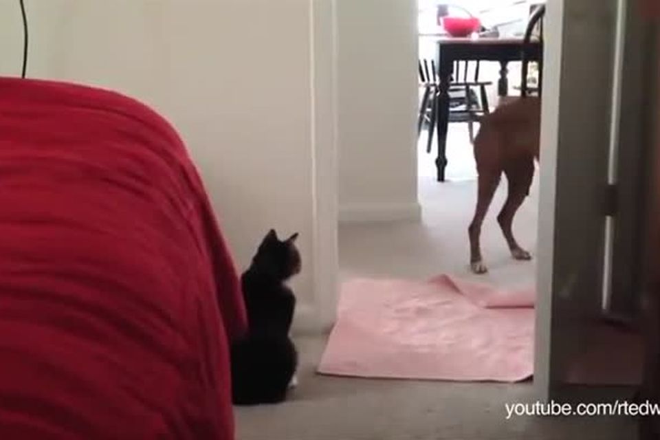 Black Cats Compilation