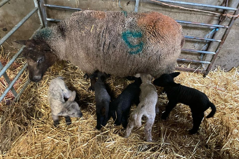 The 'one in a million' quintuplets born on a farm in Geevagh