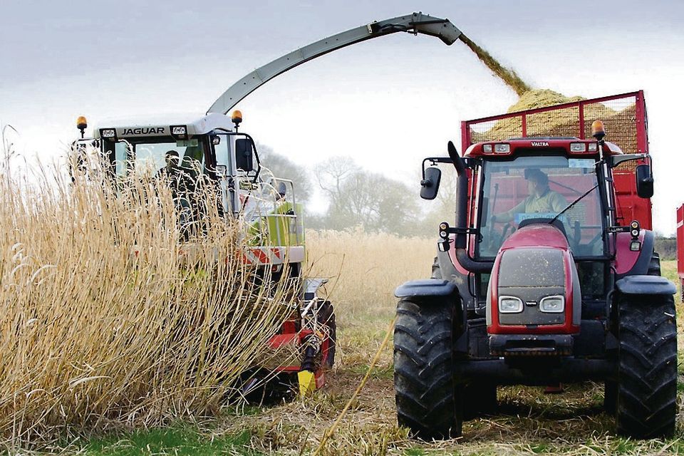 Ireland must support the growing of bio-energy crops such as Miscanthus