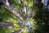 thumbnail: Photo of redwoods at Glen Oaks, Big Sur. Photo: Hannah Stephenson/PA.