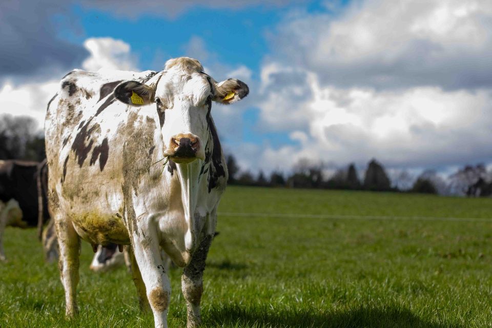Despite the Department of Agriculture targeting an increase in the number of dairy farmers in environmental schemes, it would not make financial sense for many to avail of the most popular measures as they need to retain land in full production to maintain stock numbers.