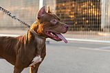 thumbnail: An American Bully