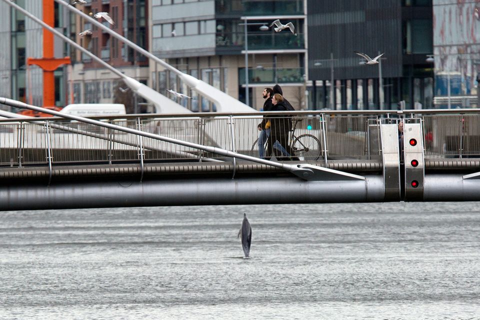A dolphin jumps from the Liffey at the Rosie Hackett Bridge before swimming out to sea.
Phoro: Tony Gavin 28/11/2108
