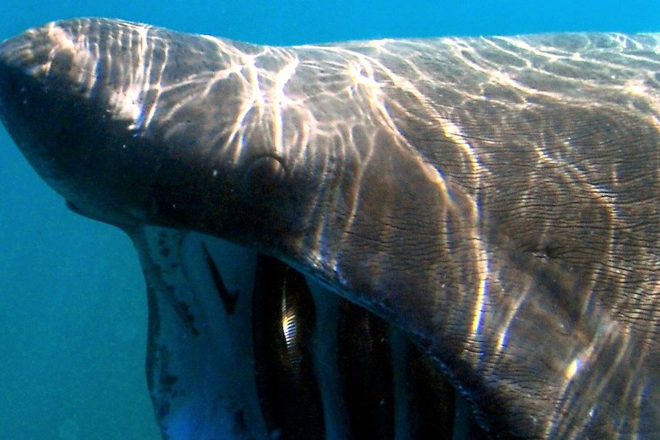 Basking Shark Teeth