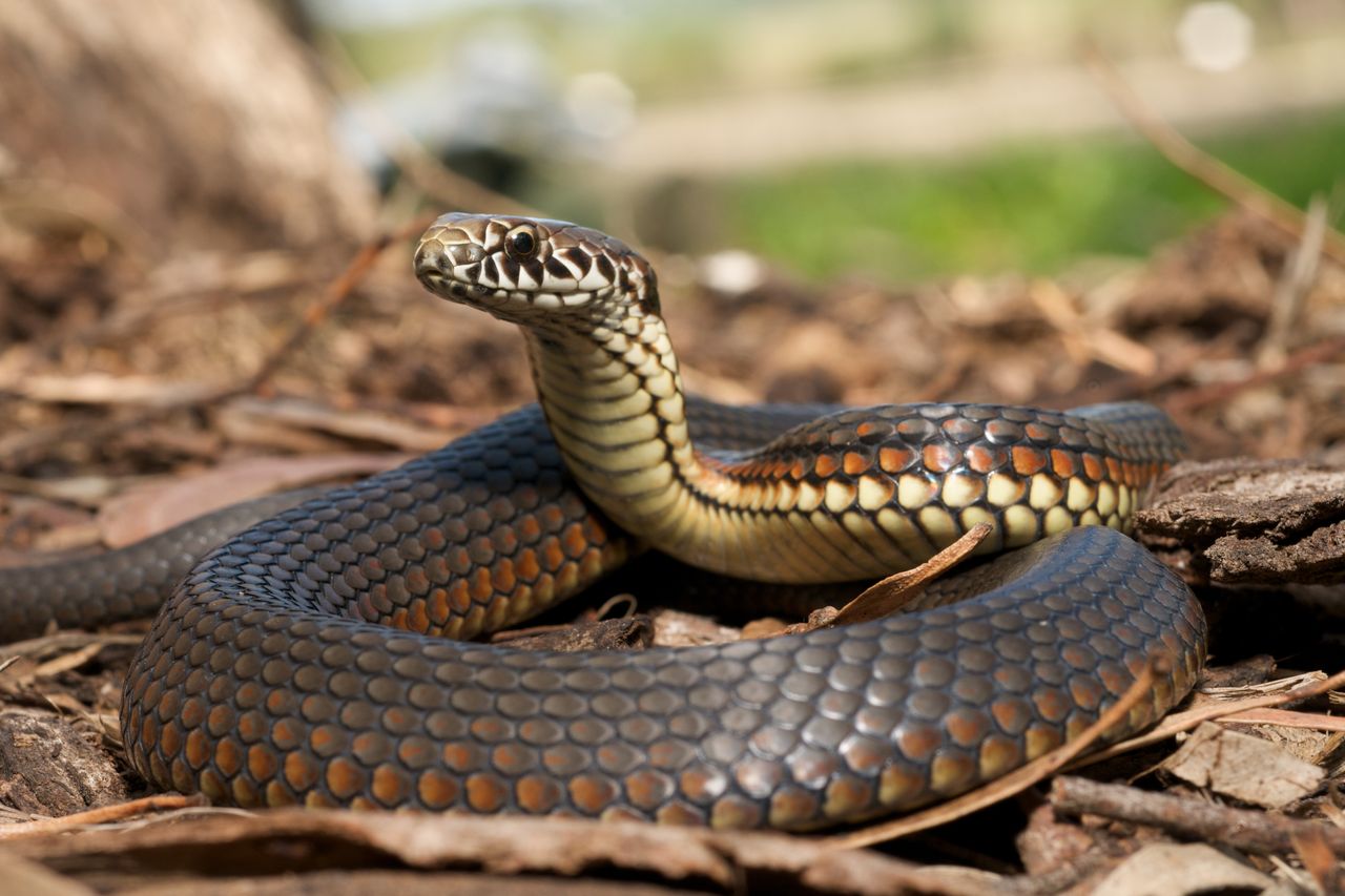 Australian woman bitten by snake in toilet