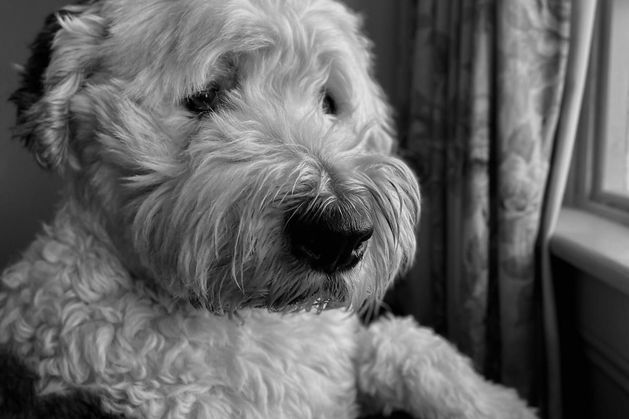 Pet grief: The house seemed eerily empty and for a long time afterwards, we thought we could hear him scratch at the door