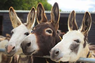 How donkeys changed the course of human history