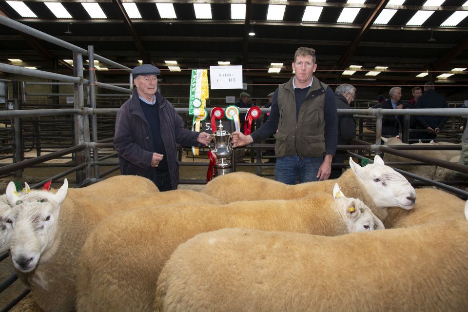 Wicklow Cheviot Sheep Breeders show and sale at Blessington Mart ...