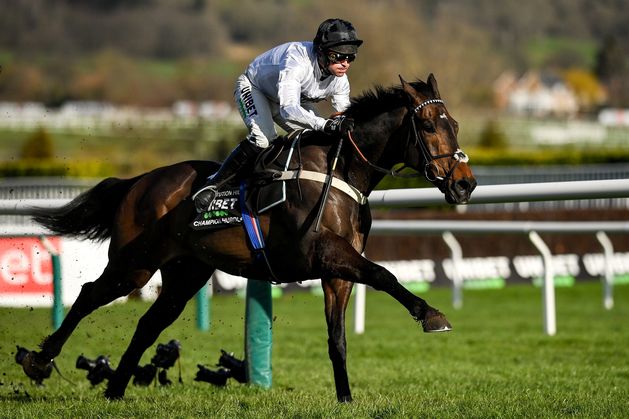 ‘This is very sad for all of us’ – Constitution Hill ruled out of Cheltenham Festival