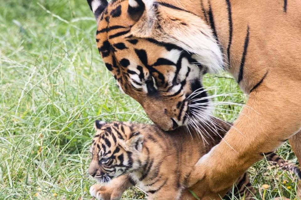 Sumatran Tiger Cub born at Fota Wildlife Park - Fota Wildlife Park