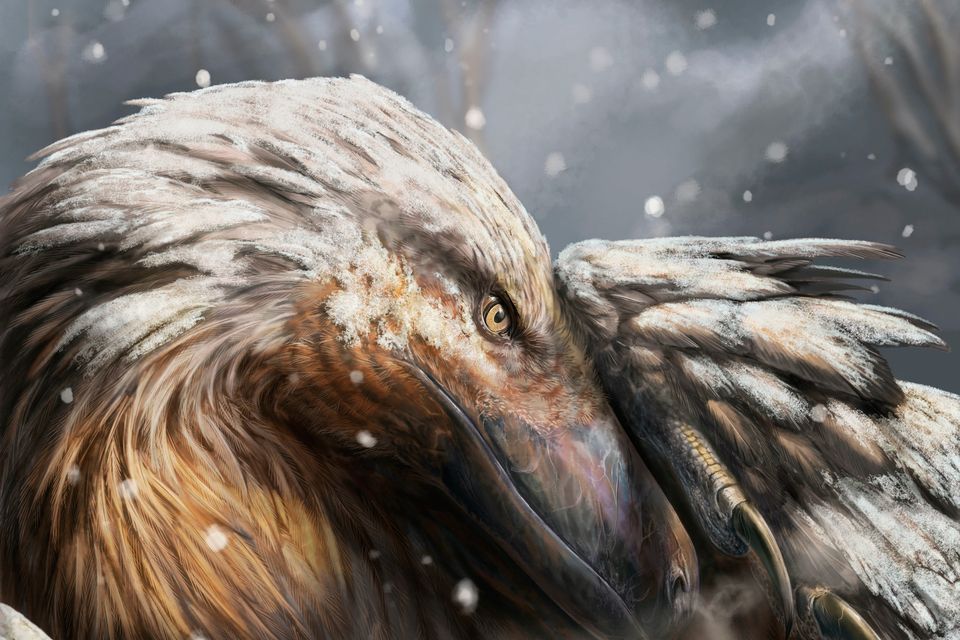 An artist's impression of a dromaeosaur, a type of feathered theropod. The ability to regulate body temperature may have evolved among some dinosaurs around 180 million years ago, a study suggests. Photo: PA