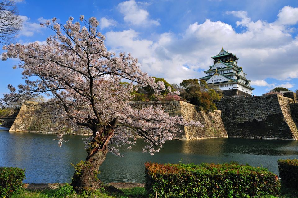 Osaka castle with the cherry blossoms in spring