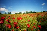 thumbnail: Poppy fields in Flanders.