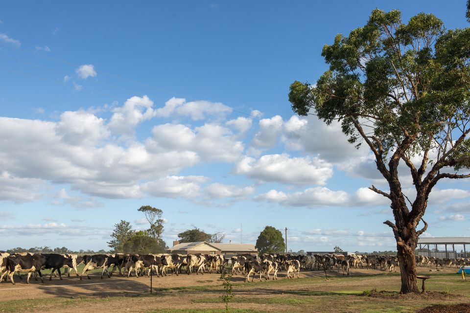 Cows headed for milking on a farm in Victoria. Photo: Getty