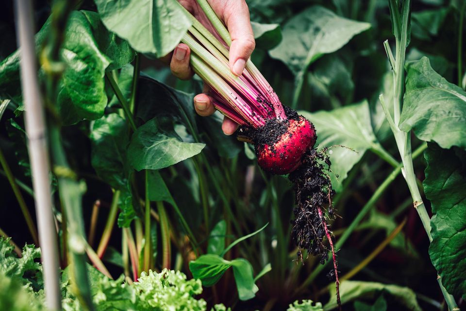 Beetroot is an easy crop to grow for beginners
