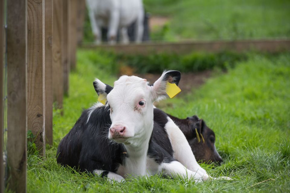‘Calves with scour can also suffer from acidosis, a condition where the pH of the blood decreases, causing them to appear subdued and almost drunk’  Photo: Getty