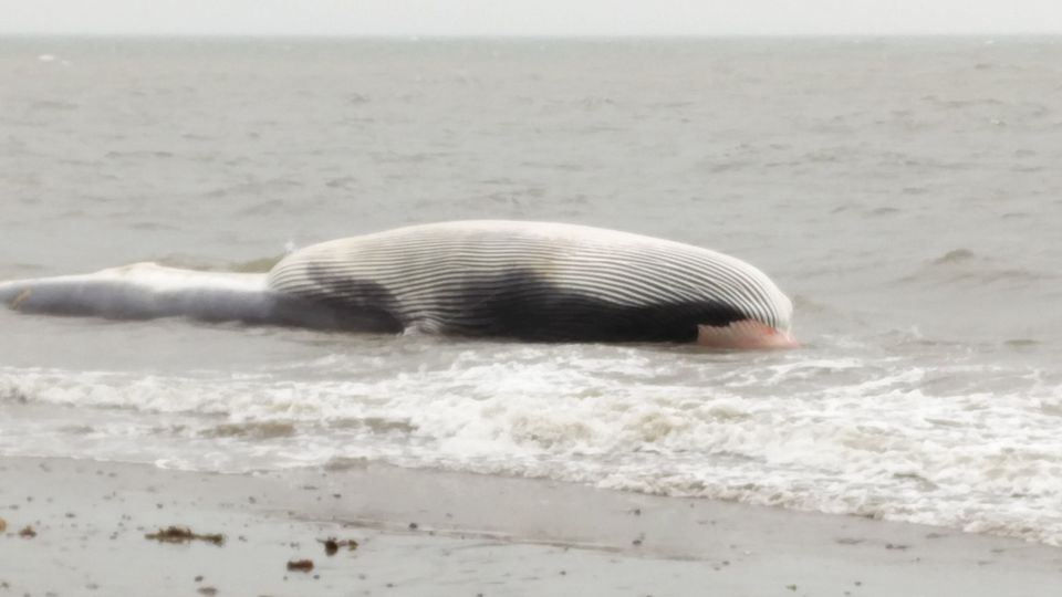 The dead whale pictured in the water off Shankill