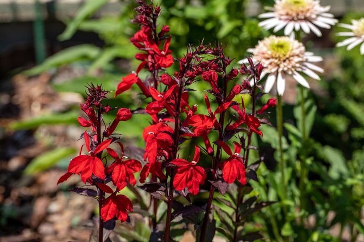 Diarmuid Gavin: Fiery flowers to get your garden glowing