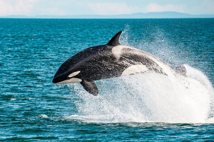 Orca uprising? Killer whales that attacked luxury yachts may just have been ‘bored youth’ badly raised by older relatives