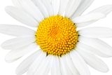 thumbnail: Ox eye daisy