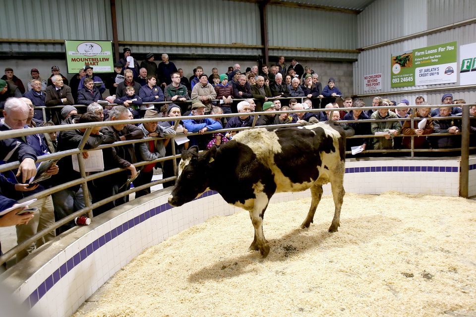 Sales ring at Mountbellew Mart.