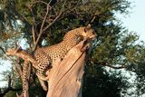 thumbnail: A leopard, photographed by Rachel in Botswana