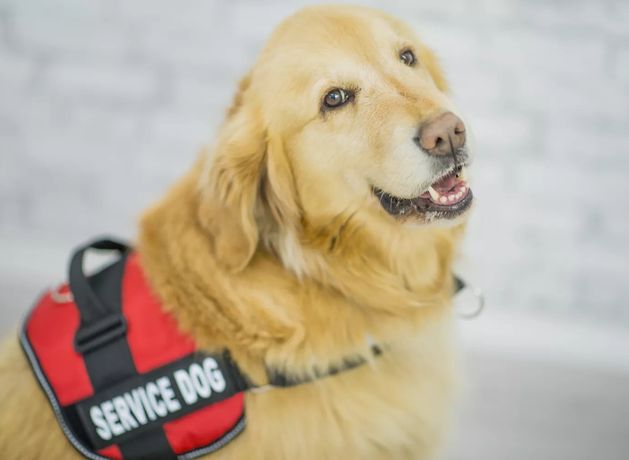 There are calls for owners of certified assistance dogs to be made exempt from having to pay an annual dog licence fee.