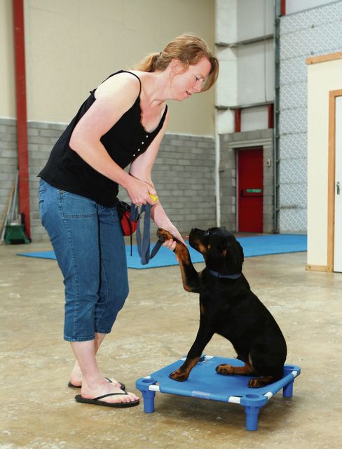 Dog obedience class