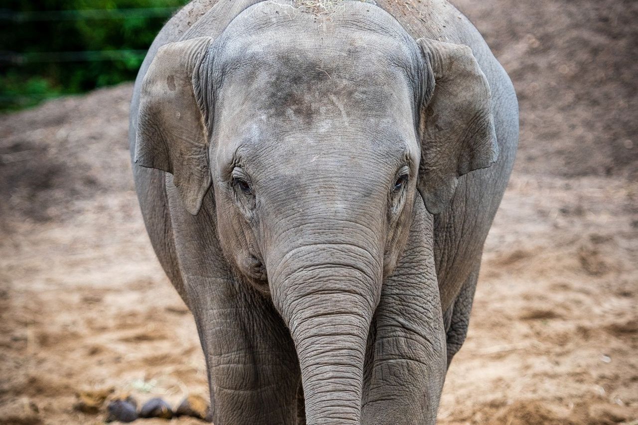 Dublin Zoo confirms second elephant is being treated for virus which