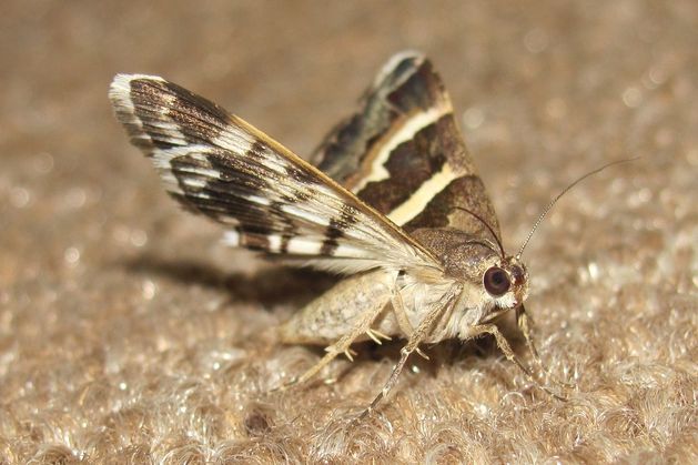 Public warned of surge in moth infestations that will ‘wreak havoc’ on clothes and furniture