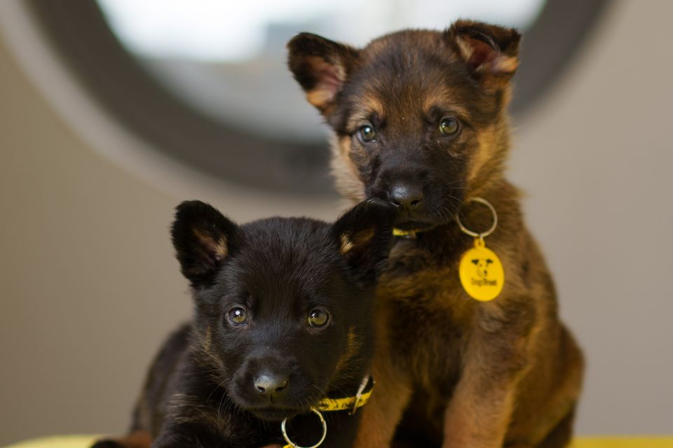 Dogs Trust issues appeal after puppies found in plastic bag handed in to charity Irish Independent