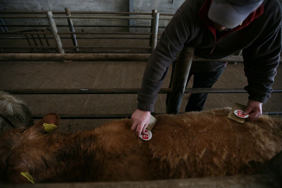 There are question marks over 'mart culture' following the completion of compliance audits on marts. Photo: Brian Farrell