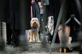 thumbnail: Charlie Bird's beloved dog Tiger began to whimper when Claire Mould spoke about her late husband during his memorial service. Photo: Mark Condren