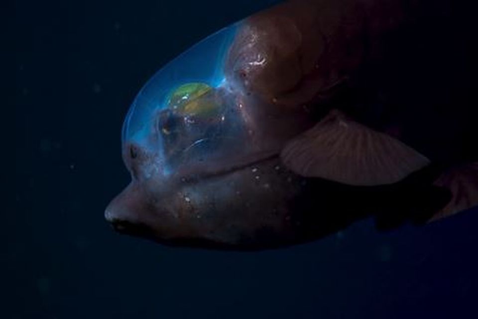 The barreleye fish has a transparent skull
