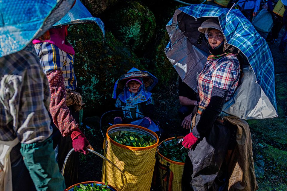 Taiwan’s tea farmers in the Greater Ali Mountain tea region. Their yields are likely to be vastly reduced in the coming decades if climate impact continues at its current pace. Photo: Getty