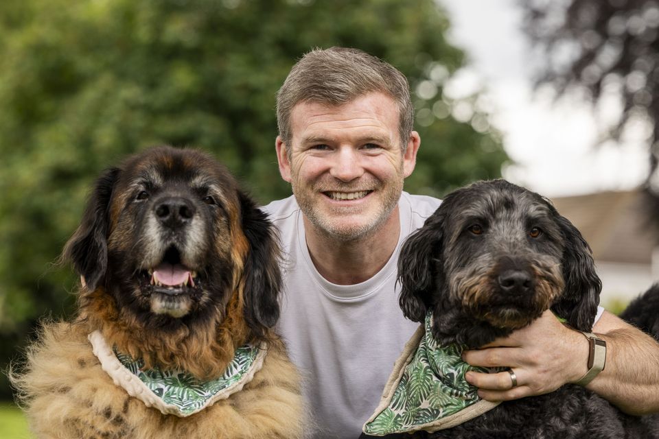 Former rugby professional Gordon D'Arcy with his Leonberger Albert, left, and Bernese/Poodle cross Barney. Photo: Tom Honan