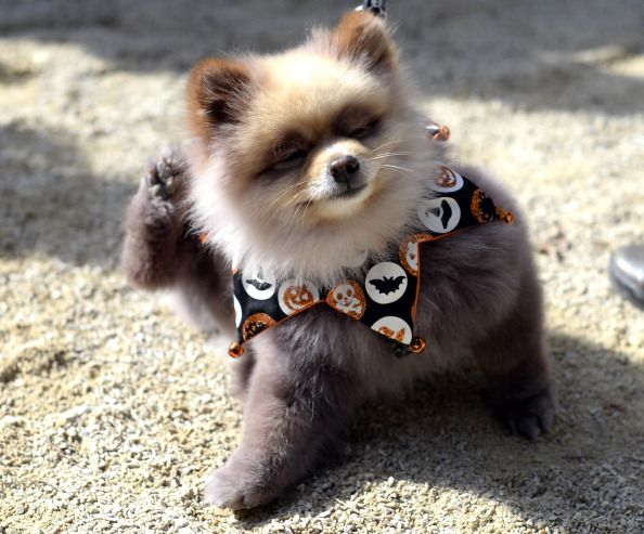 Pomeranian shop spider costume