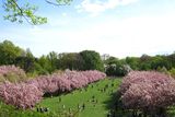 thumbnail: Cherry blossom in Washington DC: Photo: Rebecca Bullene