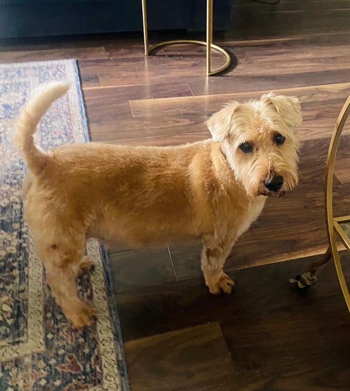 Justine O’Mahony: Rest easy Bowser – you were the best dog there ever was