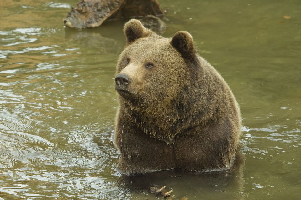 Brown bear. Stock image