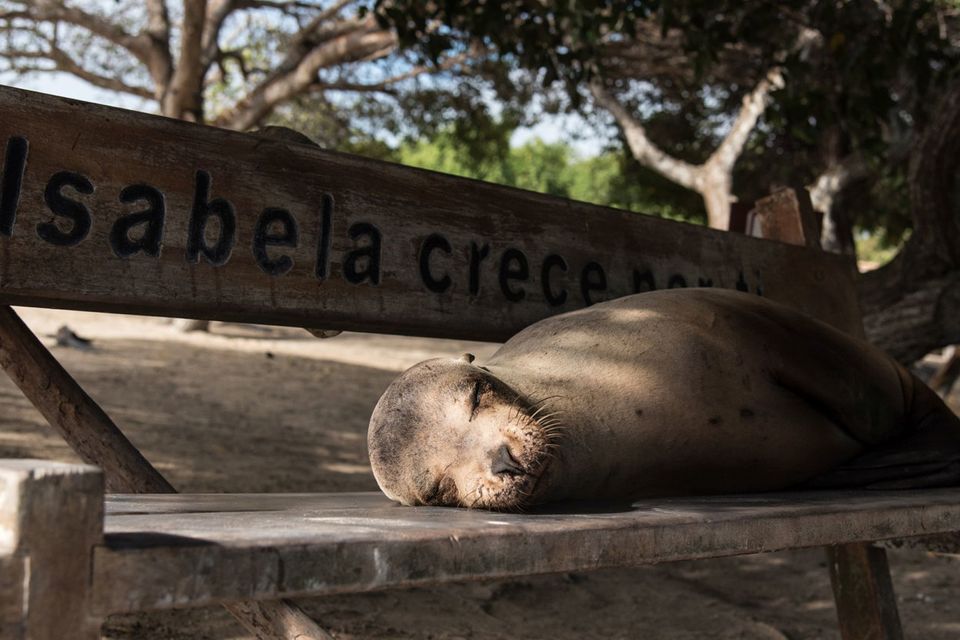 A sea lion sleeping on a bench on Isabela Island.  PA Photo/Sarah Marshall.