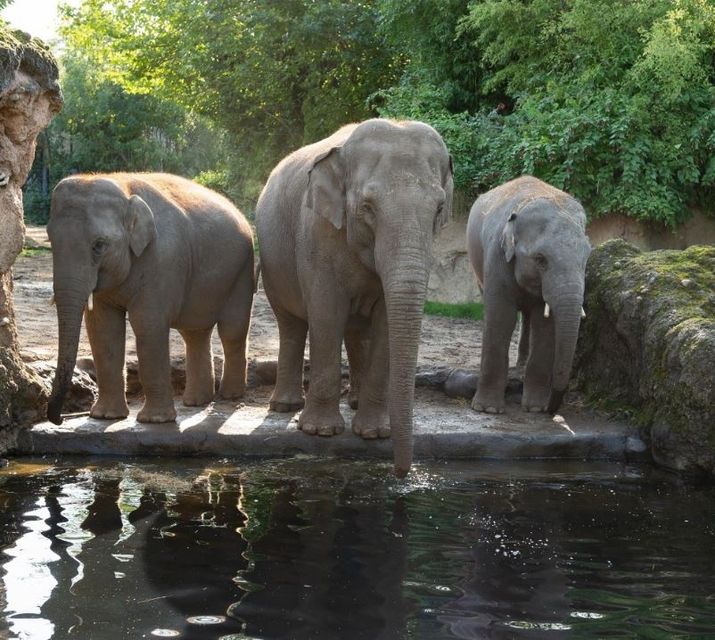 The nine-year-old loves elephants and got to feed them at Dublin Zoo